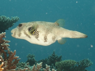 Arothron hispidus